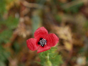 Close-up of red flower