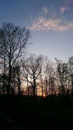 Silhouette of trees at sunset