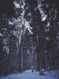 Trees growing in a park