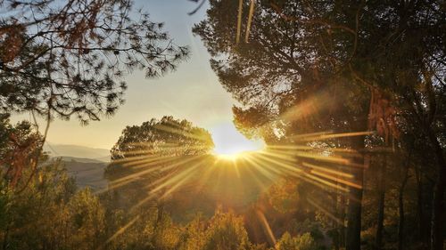 Sunlight streaming through trees at sunset