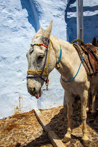 Head of a donkey on the island of santorini in greece.