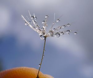 Close-up of flowers