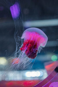 Close-up of jellyfish swimming in sea