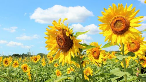 Sunflowers blooming on field against sky