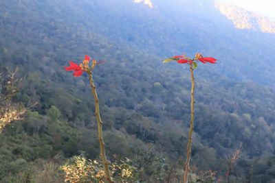 Scenic view of flowering plants and mountains during rainy season