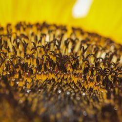 Close up of yellow flower