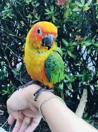 Close-up of hand holding parrot