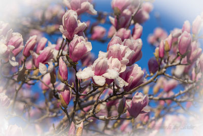 Low angle view of flowers on tree
