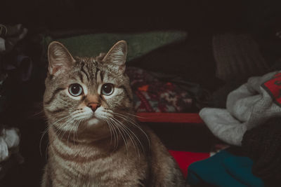 Close-up portrait of tabby cat at home