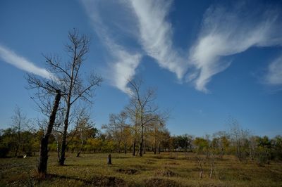 Trees on countryside landscape against blue sky