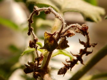 Close-up of plant against blurred background