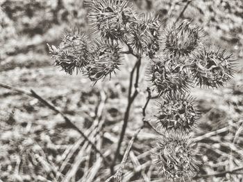 Close-up of flowers