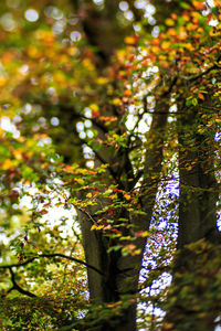 Low angle view of ivy growing on tree