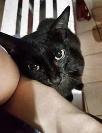 Close-up portrait of black cat