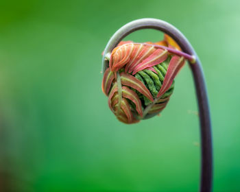 Close-up of a bud