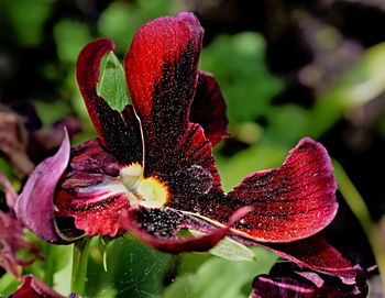 Close-up of red flowering plant