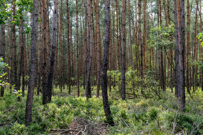 Pine trees in forest