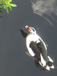 High angle view of bird swimming in lake