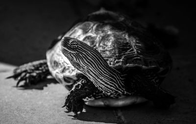 Close-up of a turtle