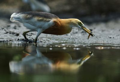 Close-up of bird drinking water