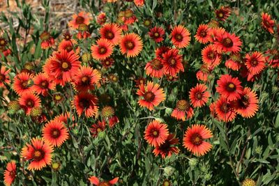 High angle view of poppies blooming outdoors