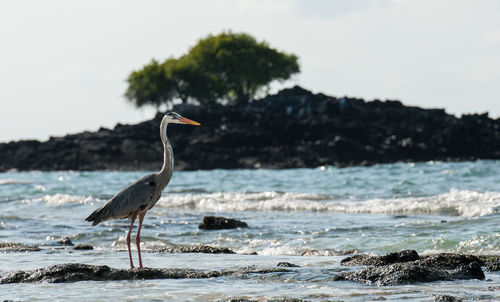 Heron perching on rock in sea against sky