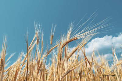 Close-up of wheat growing on field against blue sky