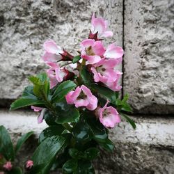 Close-up of pink flowers blooming outdoors