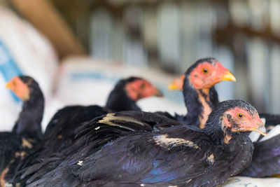 Close-up of birds