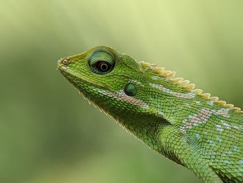 Close-up of a lizard