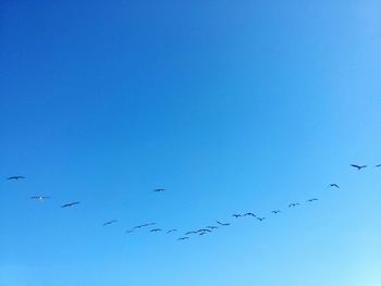 Low angle view of birds flying against blue sky