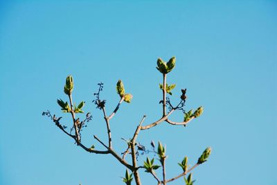 Low angle view of plants against clear blue sky