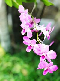 Close-up of pink flowers blooming outdoors