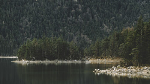 Scenic view of lake in forest