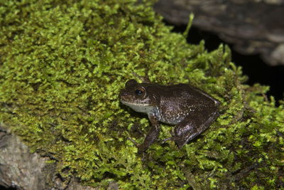 Close-up of frog on land