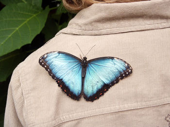 Close-up of butterfly on person