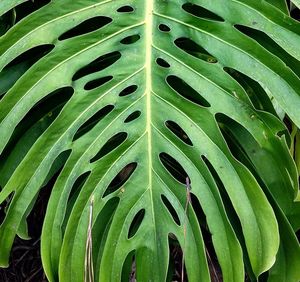 Full frame shot of plant