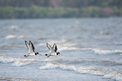 Seagulls flying over sea