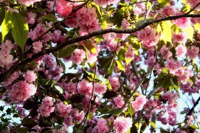 Low angle view of pink cherry blossoms in spring