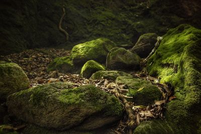 Close-up of moss covered rocks