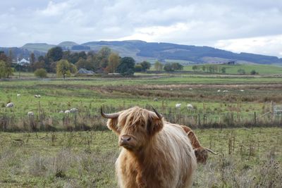 Highland cows grazing on field