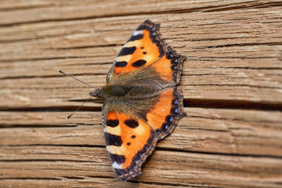 High angle view of butterfly on wood