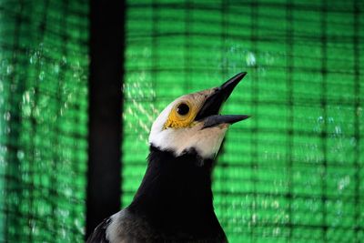 Close-up of bird in aviary