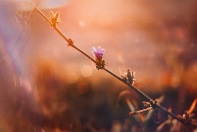 Close-up of flowering plant on field