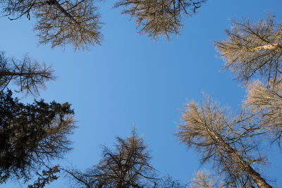 Low angle view of trees against clear blue sky
