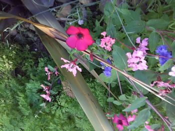 Close-up of pink flowers