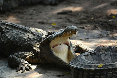 Close-up of a turtle in zoo