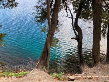 Scenic view of lake amidst trees in forest