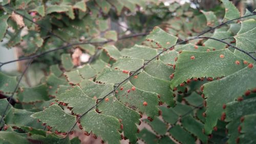 Close-up of leaves