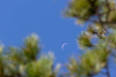 Low angle view of plants against clear blue sky